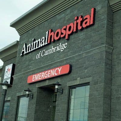 AnimalHospCambridge color logo