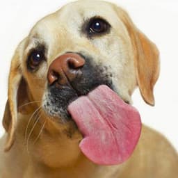 Animalssale