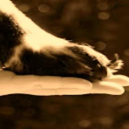Caring Hands