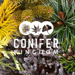 Conifer Kingdom