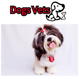 Dogsvets