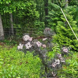 Edible Landscaping