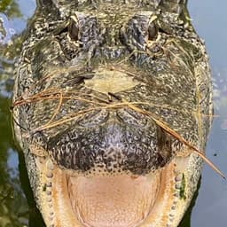 Edisto Island Serpentarium | Edisto Island SC