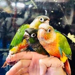 Everything Birds Online-