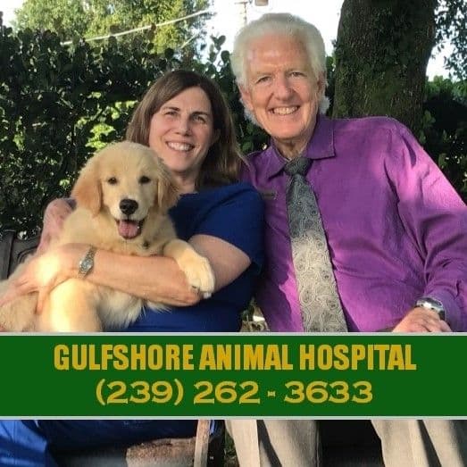Gulfshore Animal Hospital color logo