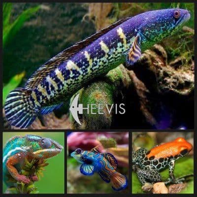 Heevis color logo
