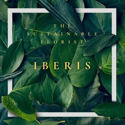 Iberis gardening for wellbeing