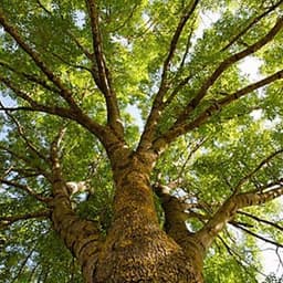 Jackson Tree Service