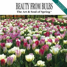John Scheepers Beauty From Bulbs