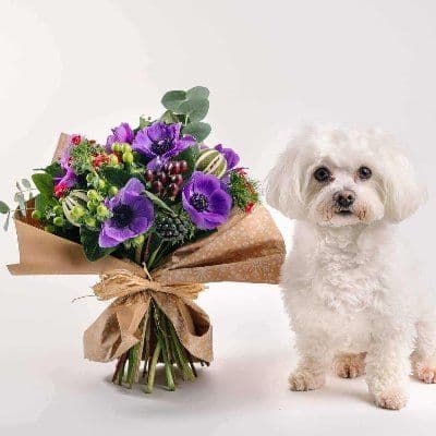 Learn About Pet color logo