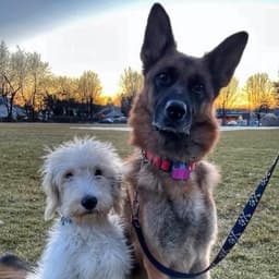 Oradell Animal Hospital