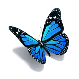 Papillon Interior Designs