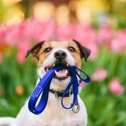 Pinecrest Animal Hospital