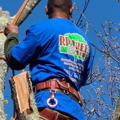 RP Trees and More color logo