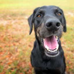 MA Saugus Animal Hospital
