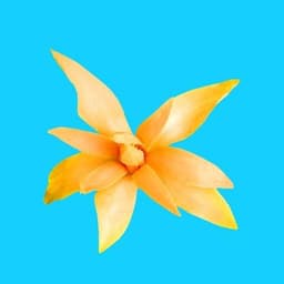 TopTropicals.com