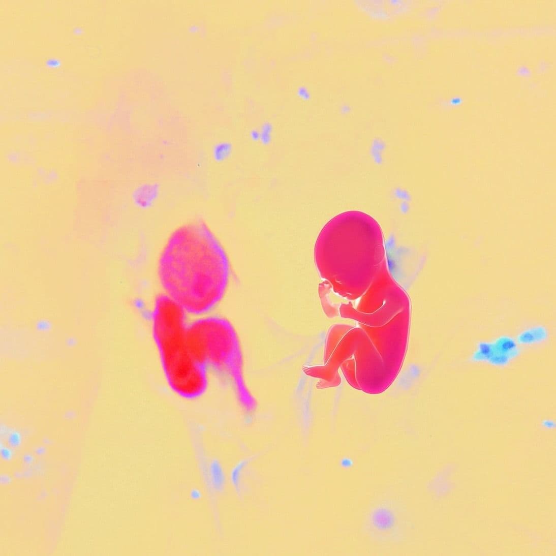 Victoria's Cells color logo