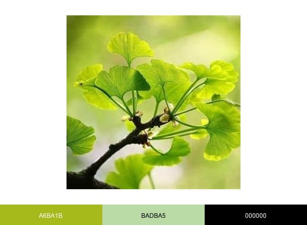 Akin Care brand color palette