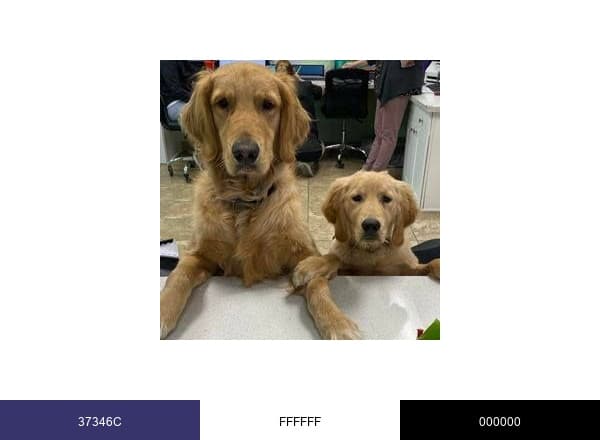 All-Star Grooming brand color palette
