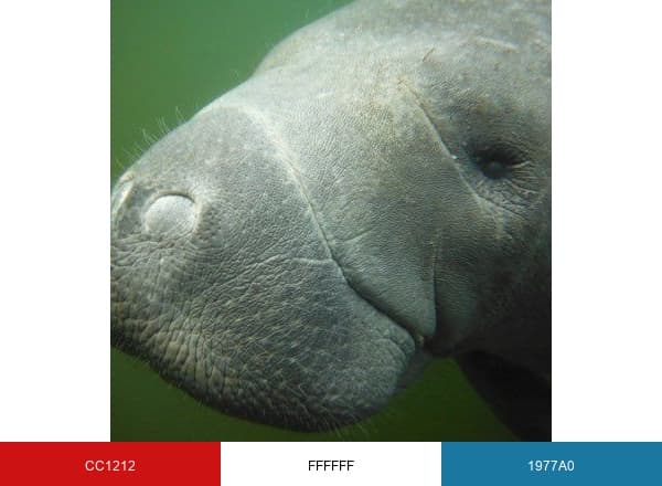 American Pro Diving brand color palette
