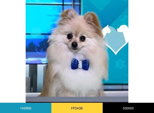 Amo Meu Pet brand color palette