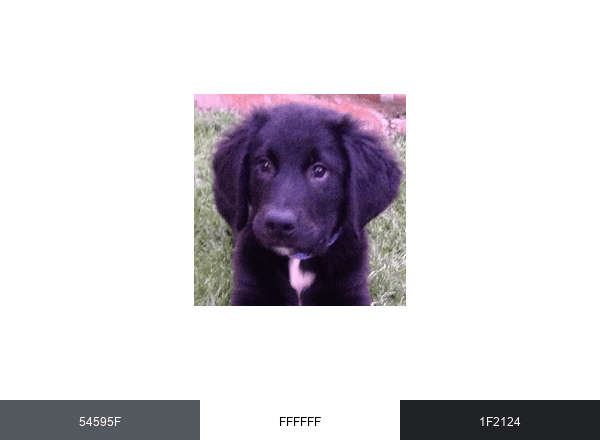 Animal Petitions brand color palette