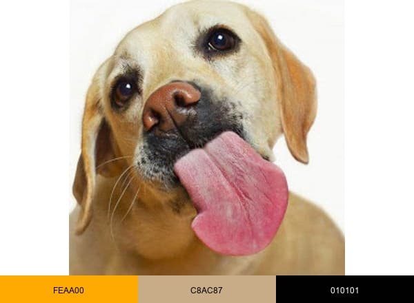 Animalssale brand color palette
