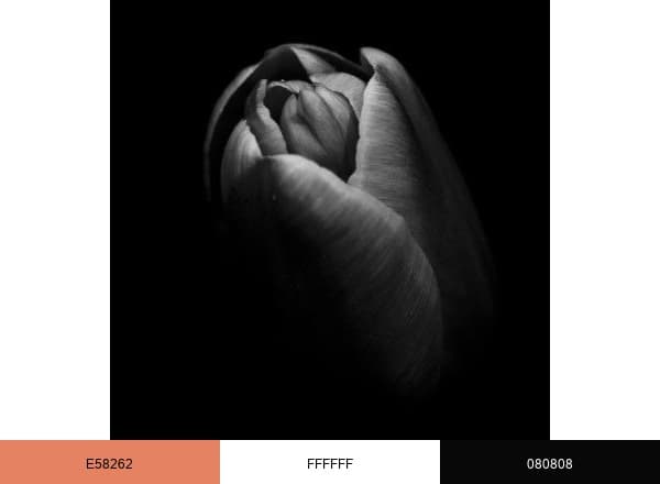 The Black Tulip Organization Inc. brand color palette