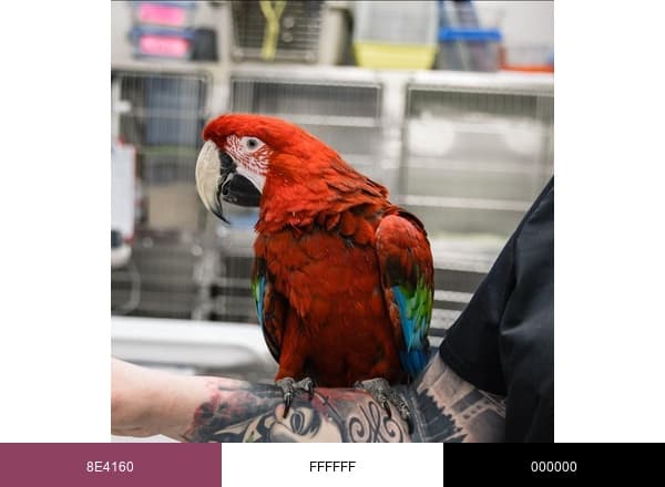 Chadwell Animal Hospital brand color palette