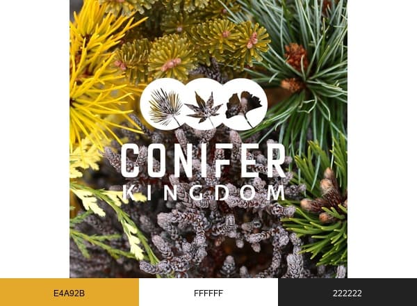 Conifer Kingdom brand color palette