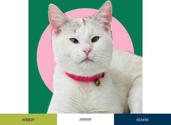 Demanes Animal brand color palette