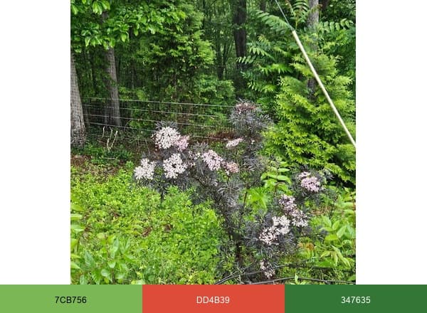 Edible Landscaping brand color palette