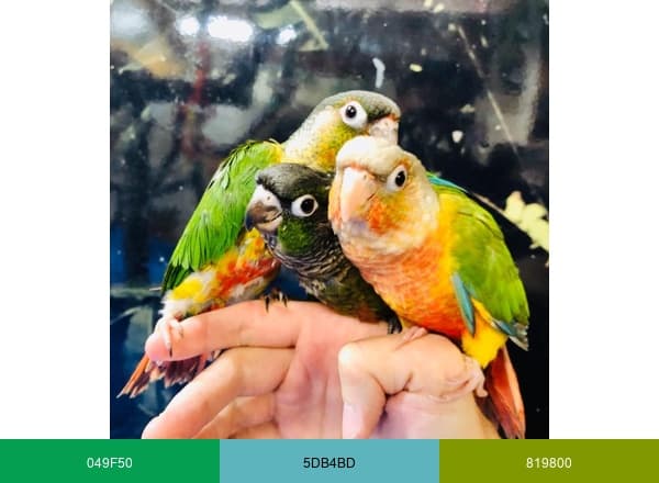 Everything Birds Online- brand color palette