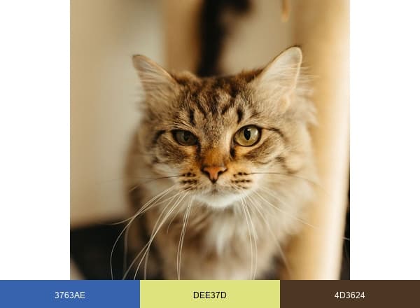Four Paws Inn brand color palette