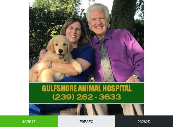 Gulfshore Animal Hospital brand color palette