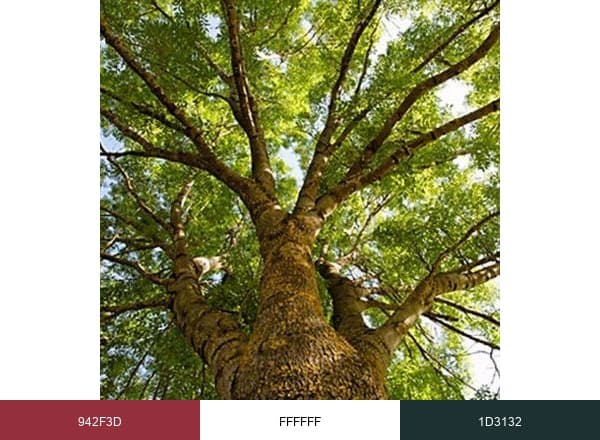 Jackson Tree Service brand color palette
