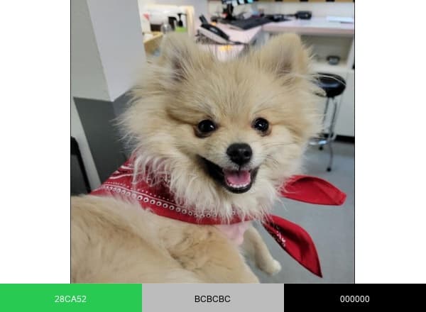 Manzano Animal Clinic brand color palette
