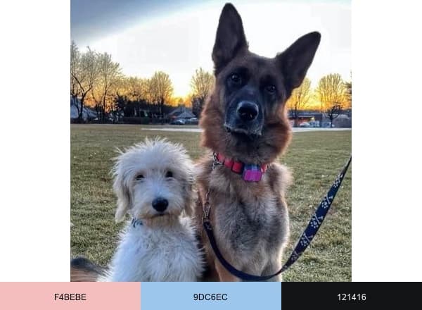 Oradell Animal Hospital brand color palette