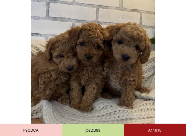 PetzLover brand color palette