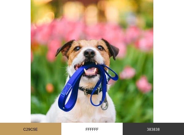 Pinecrest Animal Hospital brand color palette