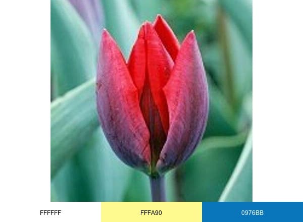 Psychotherapy brand color palette