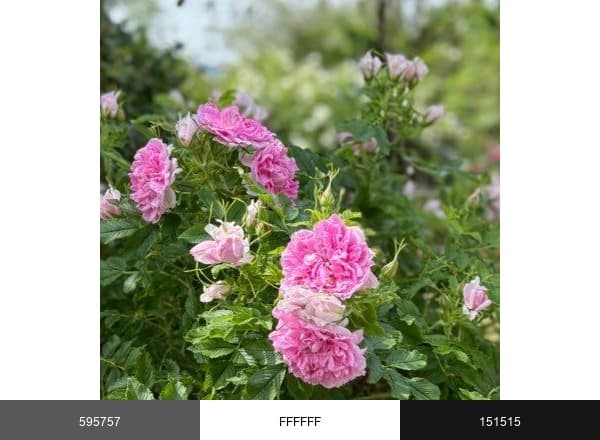 ローザンベリー多和田 brand color palette