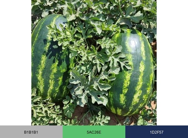 Shuangxing Seeds brand color palette