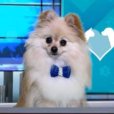 Amo Meu Pet color logo