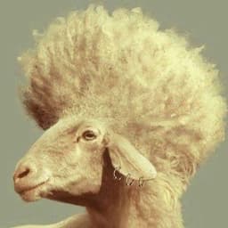 Art Sheep