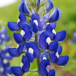 Bluebonnet News
