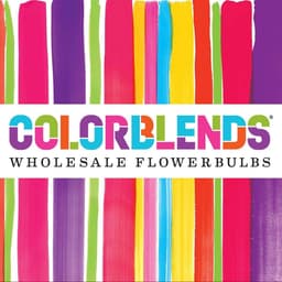 Colorblends Wholesale Flowerbulbs