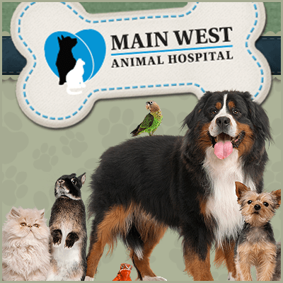 Main West Animal Hospital | Welland ON color logo