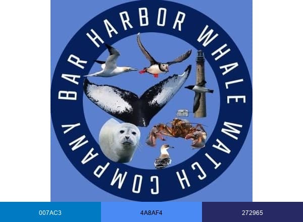 Bar Harbor Whale brand color palette