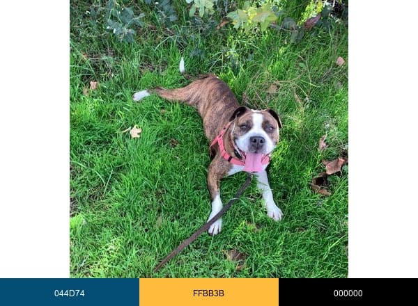 Woods Humane Society brand color palette